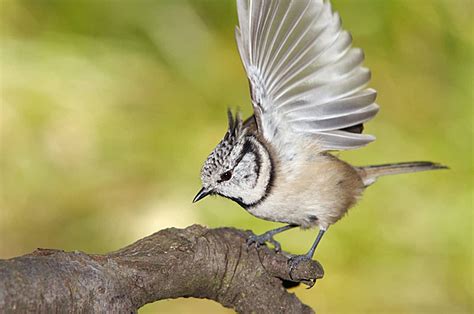 Crested Titmouse Background Images Hd Pictures And Wallpaper For Free