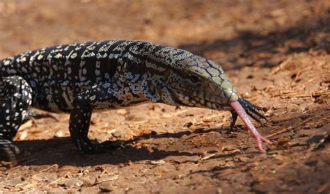 Argentine Black And White Tegu Salvator Merianae Also Called The