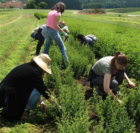 Hydrolat }{ Melisse - Aromatherapie