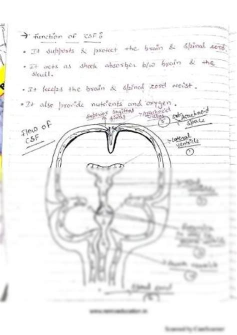 Solution Brain Division Studypool