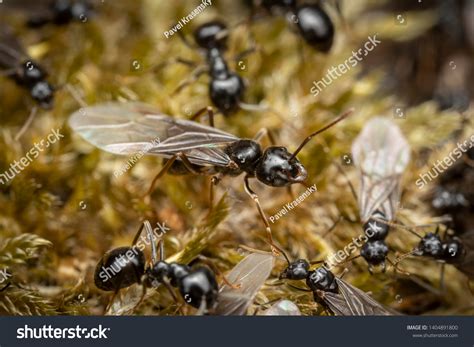 Winged Queen Lasius Fuliginosus Ant Before Stock Photo