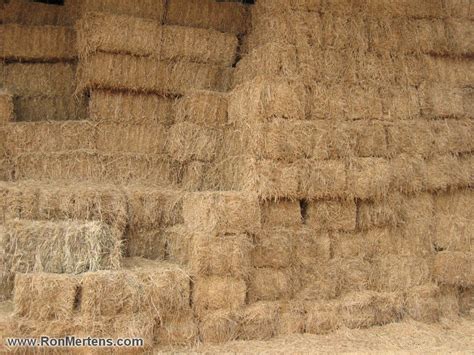 Winterfest Horse Drawn Hay Rides And Music December 8th And December 15th