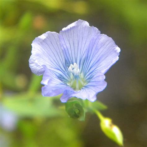 Flax, Fiber - Herb Seeds | The Thyme Garden