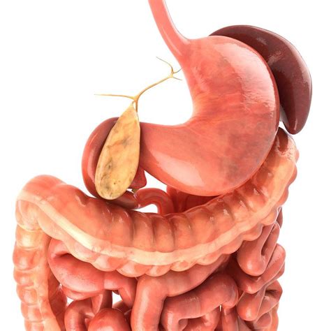 Digestive System Animated Human Digestive System Digestive System