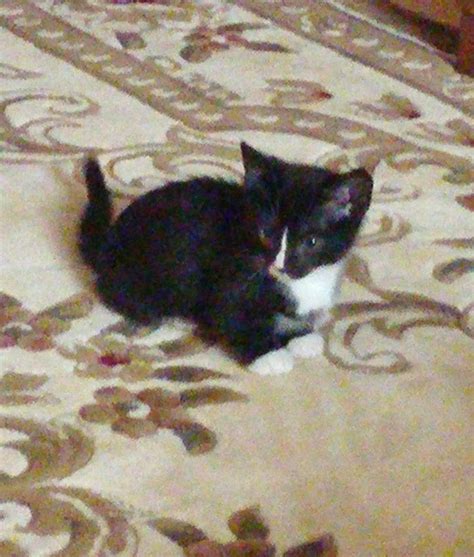 Adopting A Munchkin Kitten Hubpages