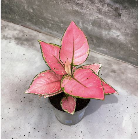 Aglaonema Pink Star Aglonema Pink Star Planta Nova