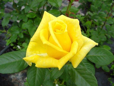 Купити Троянди чайно-гібридна Ландора, ціна 65 грн - Prom.ua (ID ...