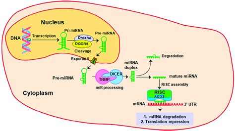 Mirna Biogenesis Mirna Biogenesis Starts In The Nucleus With A Long