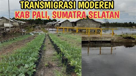 Petani Transmigrasi Pali Menanam Semangka Youtube