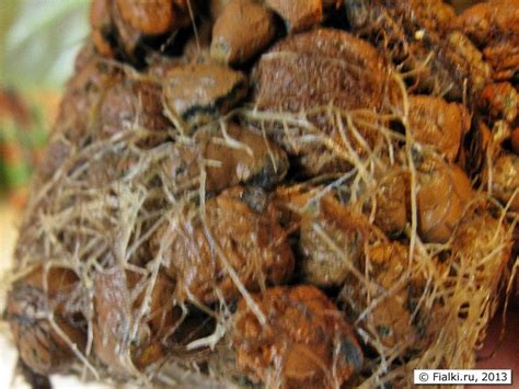 корневая система | Фиалки, Корневая система, Гидропоника