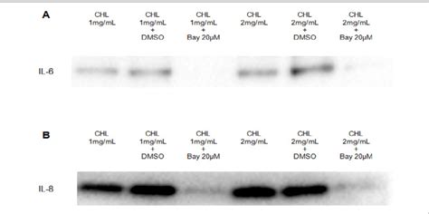 Nf κb Pathway Inhibitor Bay 11 7082 Inhibited Il 6 And Il 8 Expression