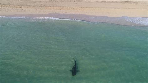 Drone Footage Captures Tiger Shark Roaming Close To Swimmers In Miamis