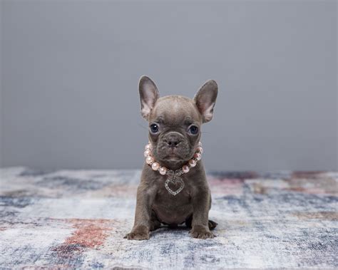 Find Your Perfect French Bulldog Puppy at Serene Valley Frenchies