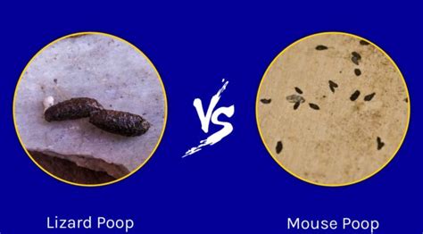 Cacca Di Lucertola Vs Cacca Di Topo Come Distinguere