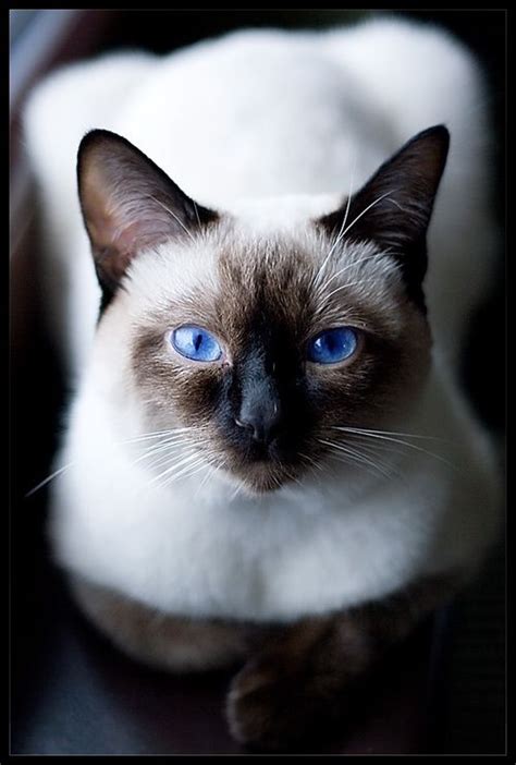 53 best images about cute Siamese kittens on Pinterest