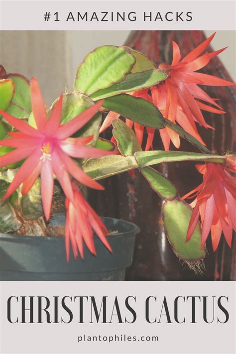 9 best christmas cactus care tips a growing guide – Artofit