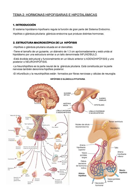 Tema Apuntes Tema Hormonas Hipofisarias E Hipotal Micas