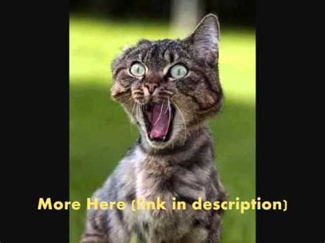 Funny Pussy Cats YouTube