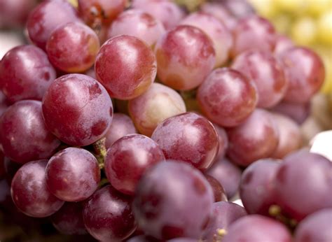 Grape Red Globe Pohlmans The Plant People Phone 07 5462 0477