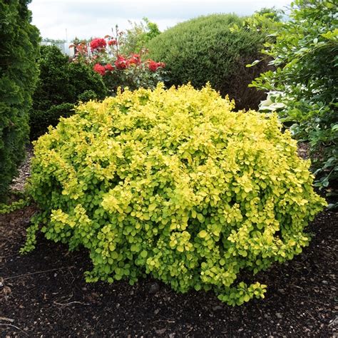 Berberis Thunbergii Tiny Gold Barberry Garden Center Marketing