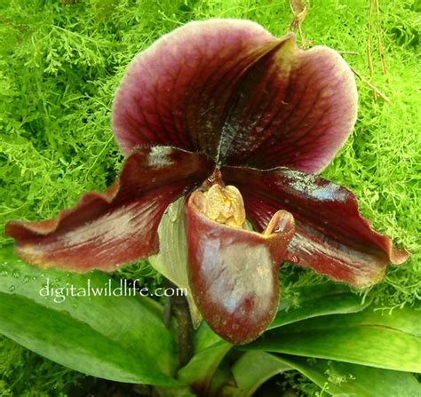 Orchid Photography, Orchid Picture Gallery