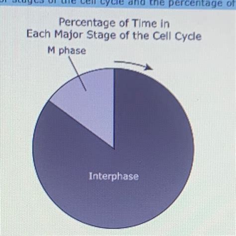 Stages Of Interphase Diagram