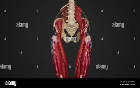 Lateral Femoral Cutaneous Nerve Course