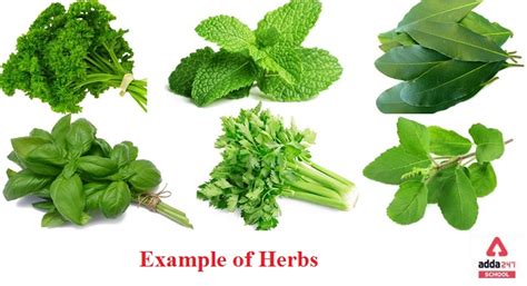 herbs plant examples definition  names