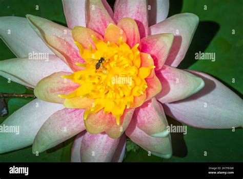 Bee Above Lilly Water Single Flower And Bud Blossoming Green