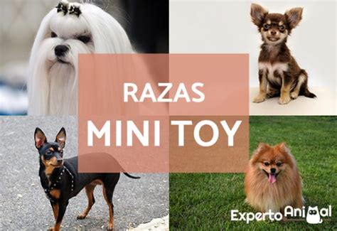 15 RAZAS De PERROS Mini TOY