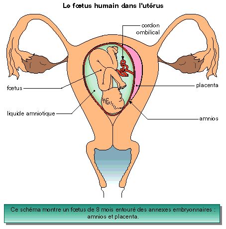 La Vie De L Embryon Et La Naissance CapConcours CC