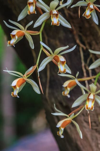 Premium Photo Coelogyne Trinervis Orchids