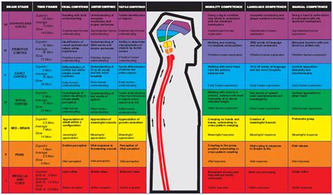 Whole Brain Development | Kaushalya Global