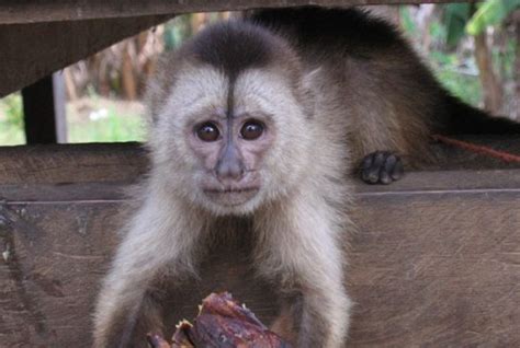Капуцин-плакса — фото и описание, как выглядит и где обитают обезьяны