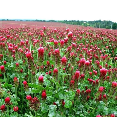 Clover Ground Cover Seeds | ithinki teach