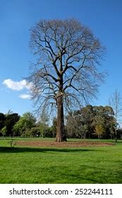 Lonely Naked Tree Stock Photo Shutterstock