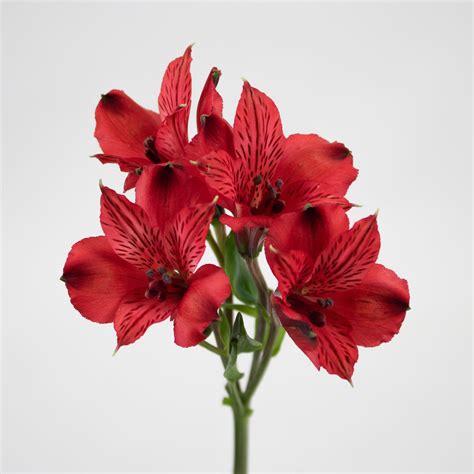 Red Alstroemeria | Wholesale Flowers | FiftyFlowers
