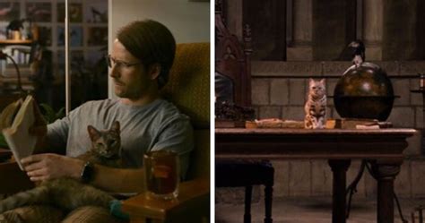 30 Times Cats Were Spotted In A Movie, Uncovered By This Account (New ...