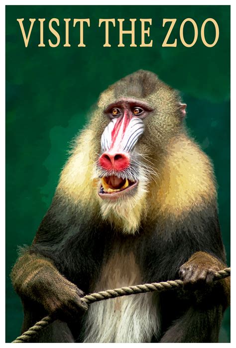 Mandrill Visit Zoo Poster Free Stock Photo - Public Domain Pictures