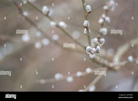 The Pussy Rests On The Branch Flowering Of The First Spring Plants The First Signs Of Spring