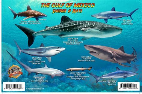 Gulf of Mexico Sharks & Rays Card – Franko Maps