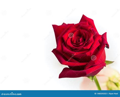 Une Rose Rouge Simple Est Isol E Dans Un Bouqet De Fleur L Ger Point De