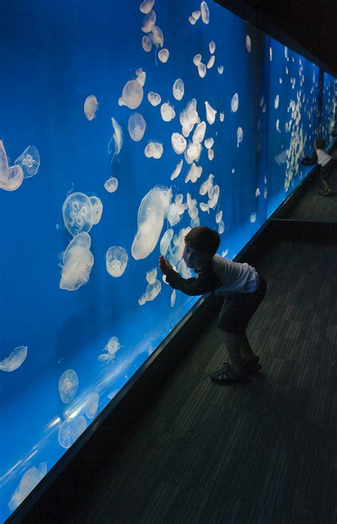 Tennessee Aquarium Exhibits — franklin|architects