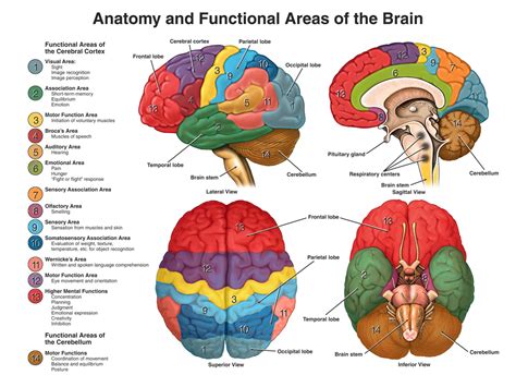 Psychology Past Present And Future The Biological Perspective The Brain