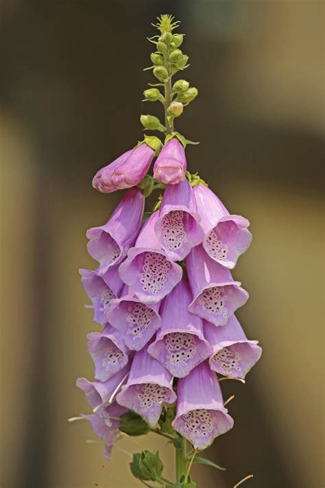 DER ROTE FINGERHUT - [ NATURSCHUTZruhr ]