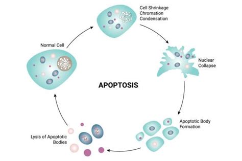 Apoptosis Science Design Vector Diagram Graphic by hamjaiu · Creative Fabrica