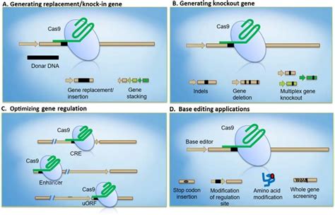 2 Potential Applications Of Crisprcas Technology In Plant Breeding