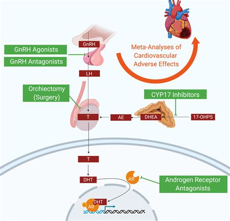 Cardiovascular Effects Of Androgen Deprivation Therapy In Prostate