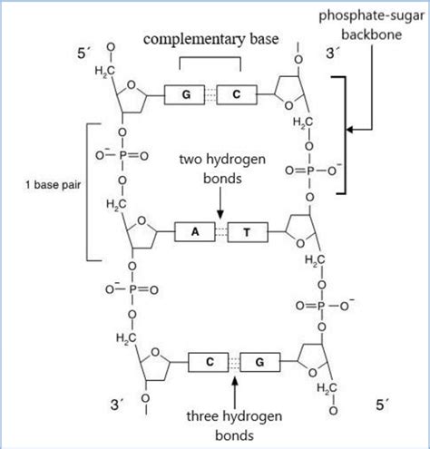 DNA chemical structure, where it shows the molecular structure of two ...