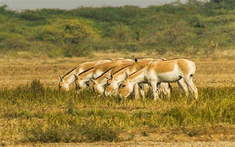 Banni Grasslands Reserve Alchetron The Free Social Encyclopedia